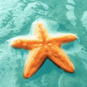 complementary_starfish
