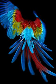 primary-color_bird