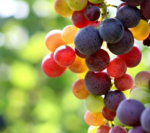 shape-grapes-multi-color
