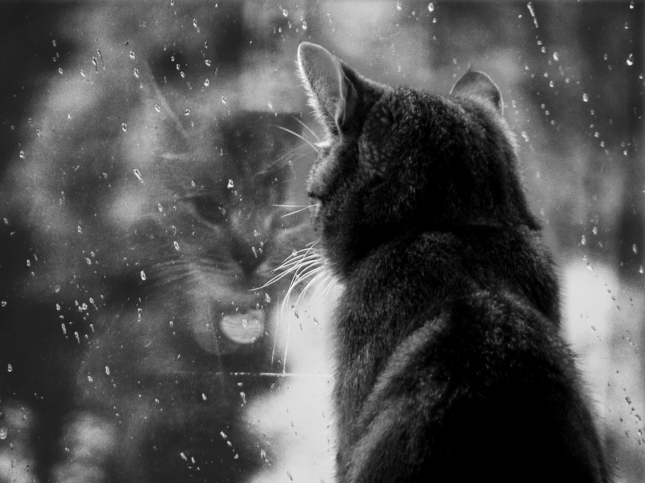 rain_cat.jpg