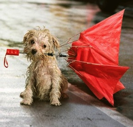 puppy_umbrella