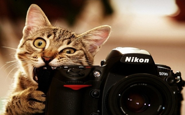 Funny-Cat-taking-Pictures-Camera-1024x640