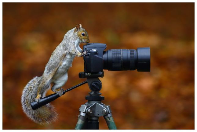 animals-cozy-with-camera-gear-squirrel__880.jpg
