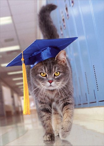 cat_graduation_cap.jpg