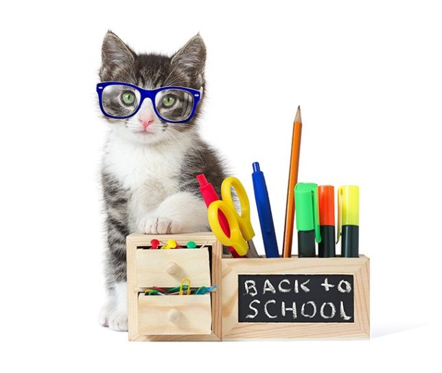 back-to-school-cat-1.jpg