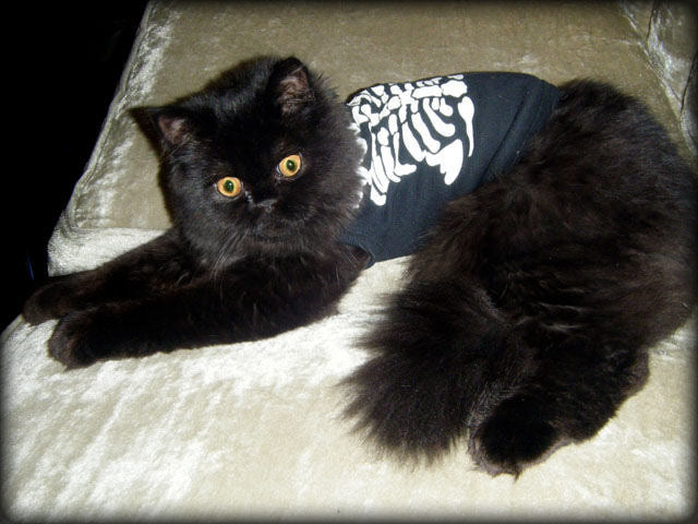 Black-Ragamuffin-Cat-Sitting-Wearing-Tshirt.jpg