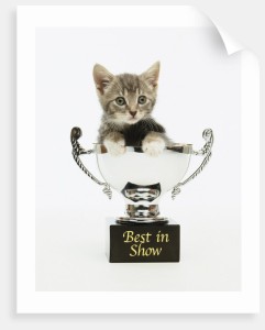 trophy_kitten